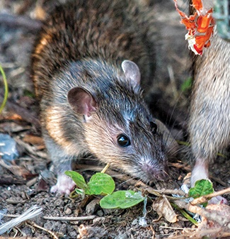Rodents Rodents